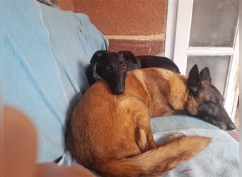 Alex sucht Magyar Agar Liebhaber