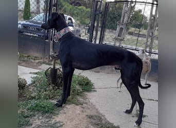 Alex sucht Magyar Agar Liebhaber