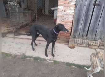 Alex sucht Magyar Agar Liebhaber