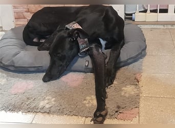 Alex sucht Magyar Agar Liebhaber