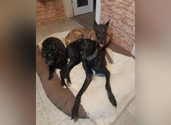 Alex sucht Magyar Agar Liebhaber