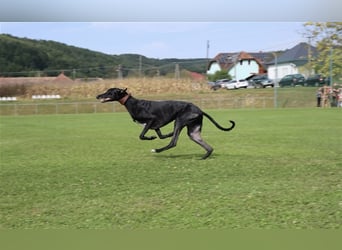 Alex sucht Magyar Agar Liebhaber