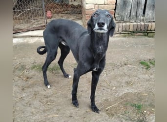 Alex sucht Magyar Agar Liebhaber