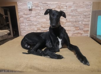 Alex sucht Magyar Agar Liebhaber