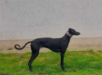 Alex sucht Magyar Agar Liebhaber