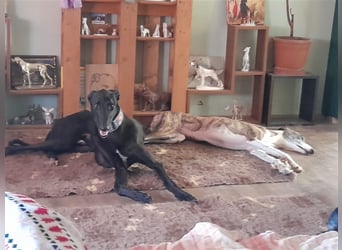 Alex sucht Magyar Agar Liebhaber