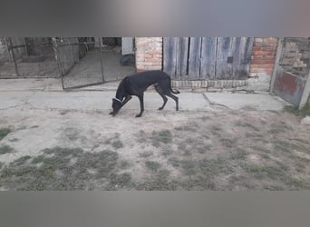 Alex sucht Magyar Agar Liebhaber