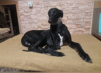 Alex sucht Magyar Agar Liebhaber