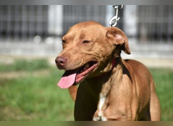 „Pedro“, lieber Vizsla Rüde, ca. 09.2024 geboren, gut verträglich