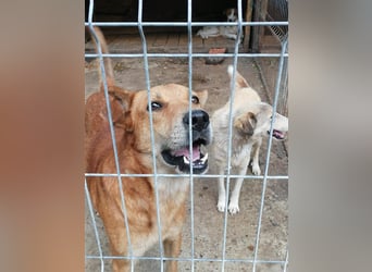 Der freundliche Bruno sucht ein Zuhause oder eine Pflegestelle!
