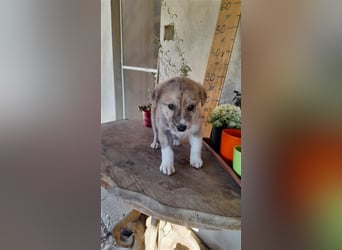 Balou wünscht sich aktive souveräne Menschen