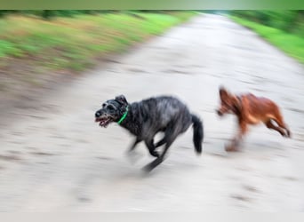  Negra – clevere Junghündin sucht sportliches Für-Immer-Zuhause!