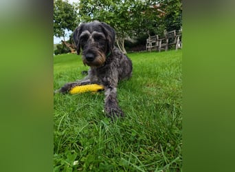  Negra – clevere Junghündin sucht sportliches Für-Immer-Zuhause!