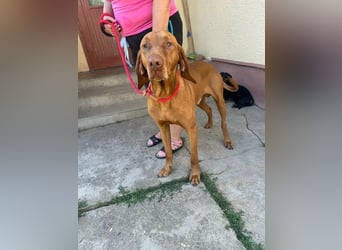Rio, geb. 03/2020, 63 cm, wünscht sich ein Zuhause