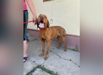 Rio, geb. 03/2020, 63 cm, wünscht sich ein Zuhause