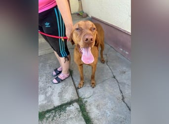 Rio, geb. 03/2020, 63 cm, wünscht sich ein Zuhause