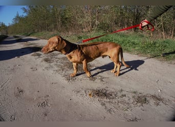 Das ist unser Bürök, ein Vizsla mit kurzen Beinen