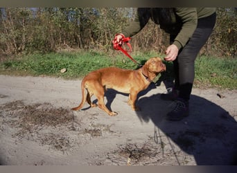 Das ist unser Bürök, ein Vizsla mit kurzen Beinen