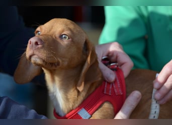 Goldschatz Lajkò sucht sein Revier