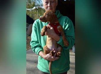 Goldschatz Lajkò sucht sein Revier