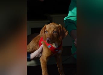 Goldschatz Lajkò sucht sein Revier