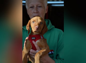 Goldschatz Lajkò sucht sein Revier