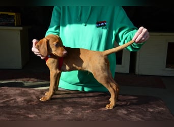 Goldschatz Lajkò sucht sein Revier