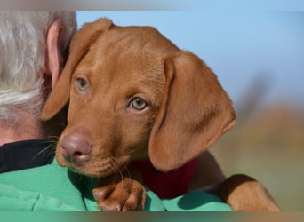Goldschatz Lajkò sucht sein Revier