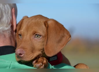 Goldschatz Lajkò sucht sein Revier