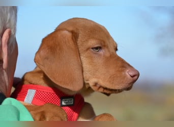 Goldschatz Lajkò sucht sein Revier