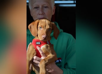 Goldschatz Lajkò sucht sein Revier