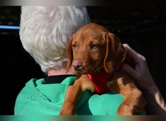Goldschatz Lajkò sucht sein Revier