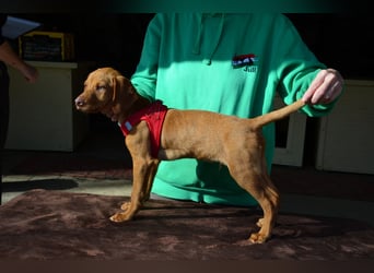 Goldschatz Lajkò sucht sein Revier