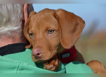 Goldschatz Lajkò sucht sein Revier