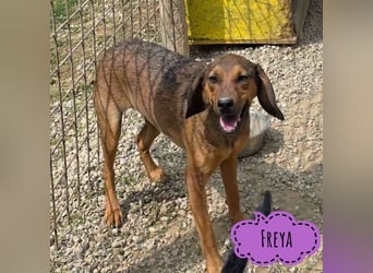Freya eine gutmütige zarte Seele
