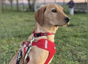 Charlotte sucht ein ruhiges Zuhause