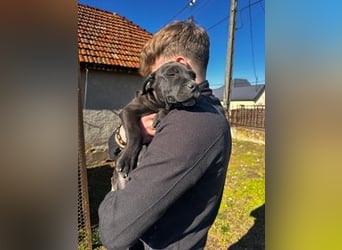 Lucas freut sich auf ein schönes Plätzchen