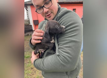 Louis, kleiner Welpe sucht…..