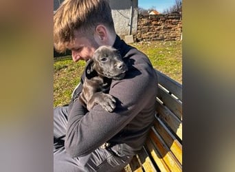 Lipot, einer von vielen Geschwisterchen