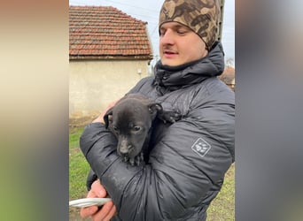 Lilom, süße Maus möchte das Hunde 1x1 lernen