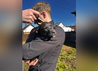 Lola, verspielt und voller Energie