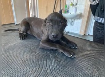 Lali, zauberhaft süß und verspielt