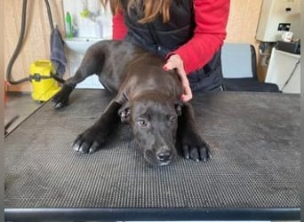 Lemi, sucht liebevolle Familie