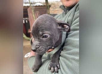 Loci sucht liebevolles Zuhause