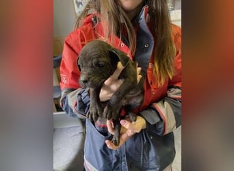 Loci sucht liebevolles Zuhause