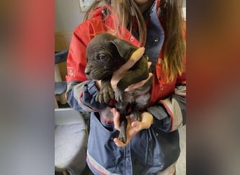 Loci sucht liebevolles Zuhause