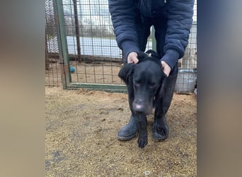 Borsod, Energiebündel sucht aktive Mensch