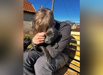 Lali, zauberhaft süß und verspielt