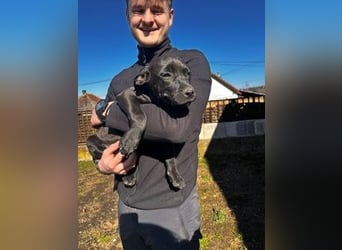 Loci sucht liebevolles Zuhause