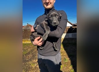 Loci sucht liebevolles Zuhause